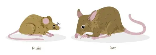 Wat Is Het Verschil Tussen Muizen En Ratten