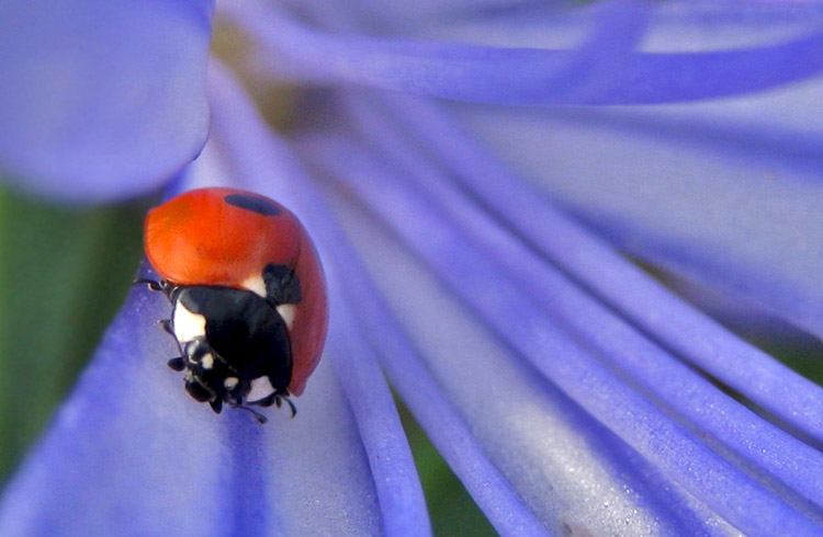 Top 5 Mooiste Insecten In Nederland