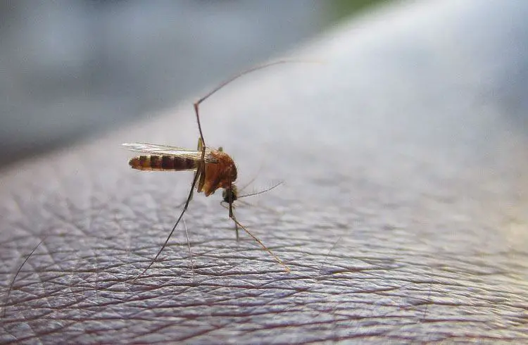 Hou op Vermelden Gevlekt Dit kan je doen tegen een jeukende muggenbeet op je lichaam