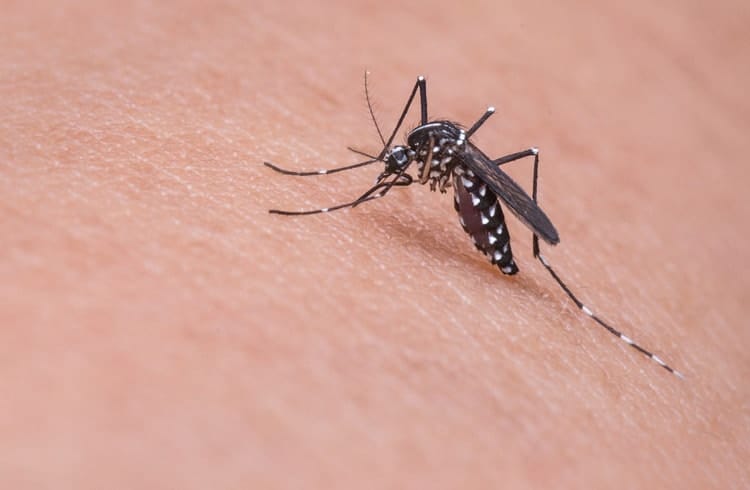 8 Fabeltjes Over En Tegen Muggen