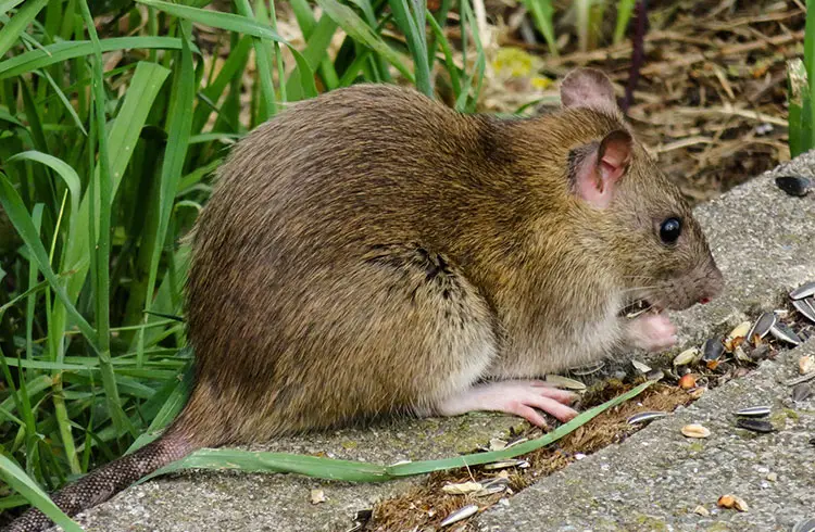 Wat Te Doen Tegen Ratten In De Tuin?