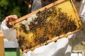 bijenraat