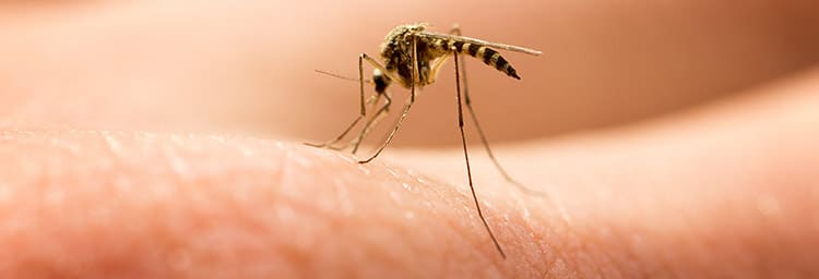 Ben Je Ziek Door Een Muggenbeet?