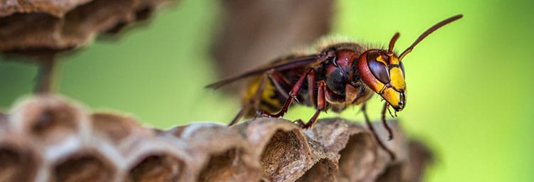 Een Hoornaar Wesp, Zo Kan Je Ze Herkennen En Een Nest Bestrijden