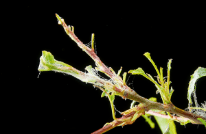spinnenweb-plant